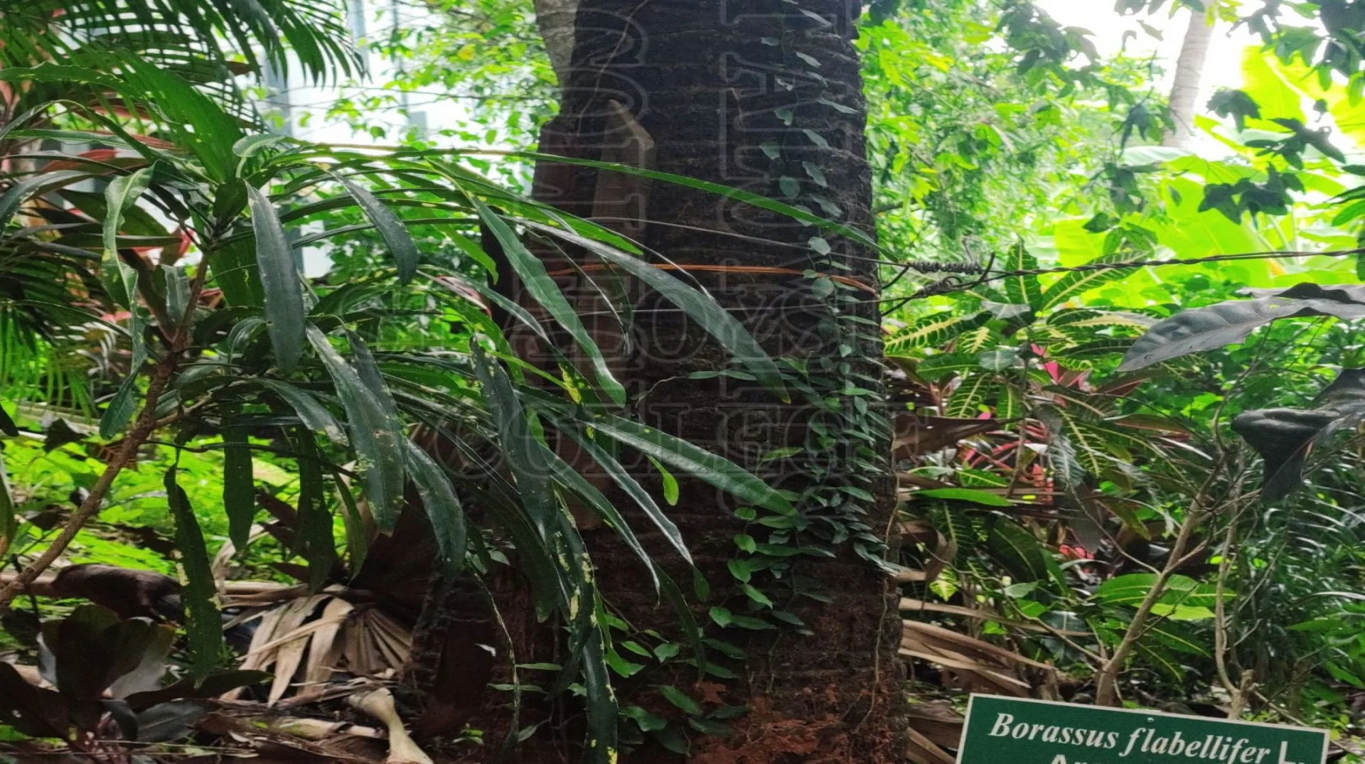 Toddy Palm