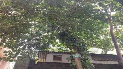 Jackfruit ಹಲಸು