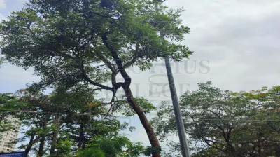 Tabebuia Aurea (Silva Manso) Benth. & Hook.f. Ex S.Moore