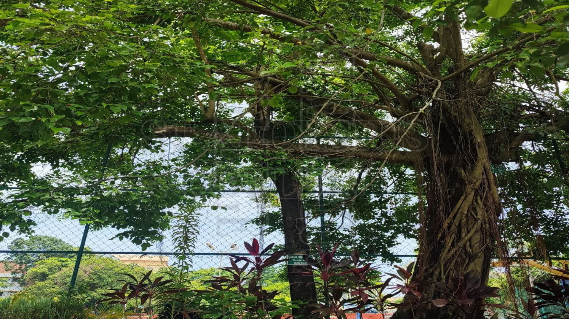The African Tulip Tree