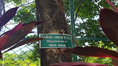 The African Tulip Tree