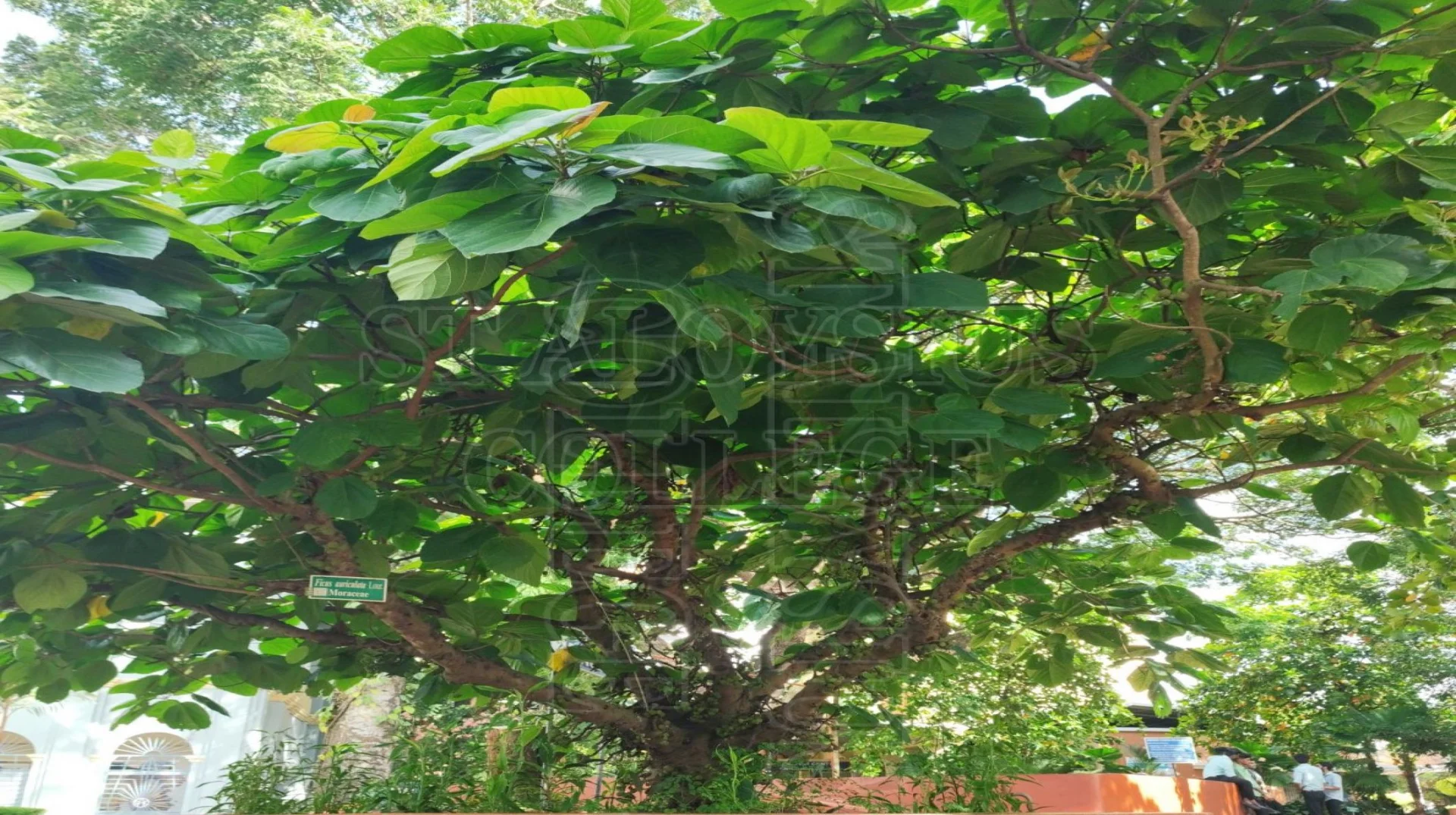 Ficus Auriculata Lour.
