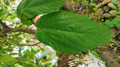 Ficus Auriculata Lour.