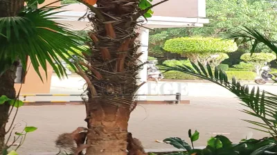 Ficus Auriculata Lour.