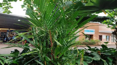 Lipstick Palm