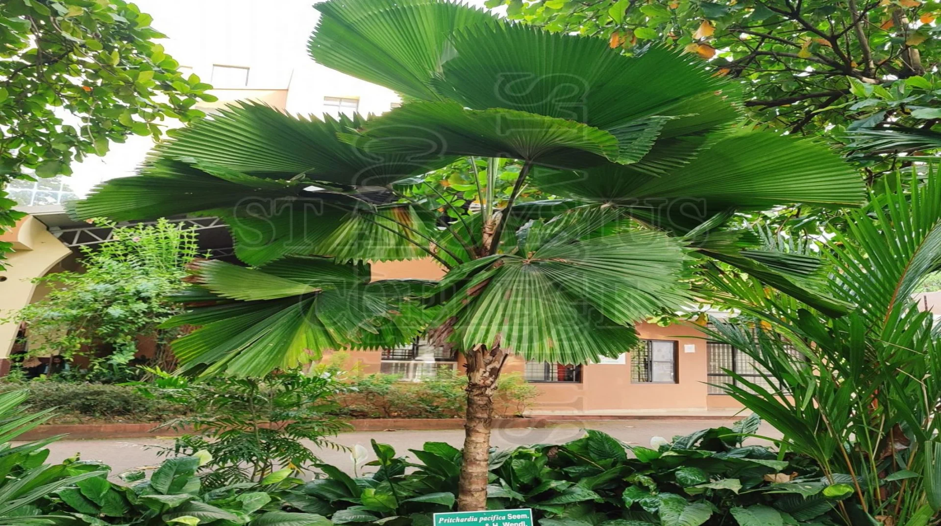 Fiji Fan Palm