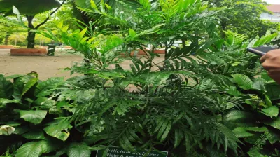 Fern Tree