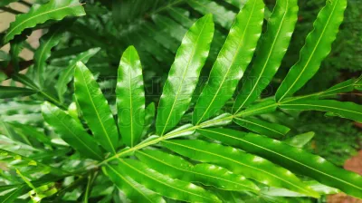 Fern Tree