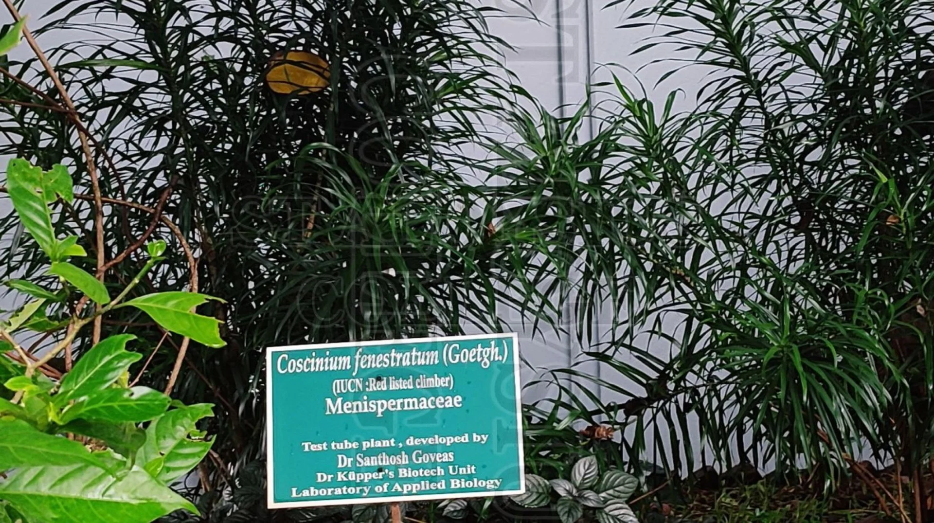 Coscinium Fenestratum (Goetgh.)
