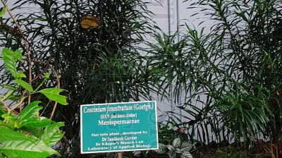 Coscinium Fenestratum (Goetgh.)