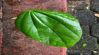Schefflera Actinophylla (Endl.)Harms