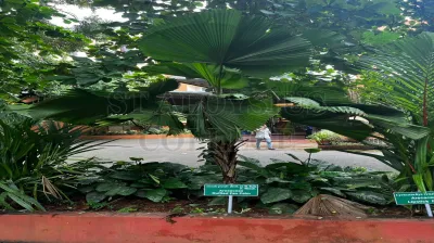 Ruffled Fan Palm