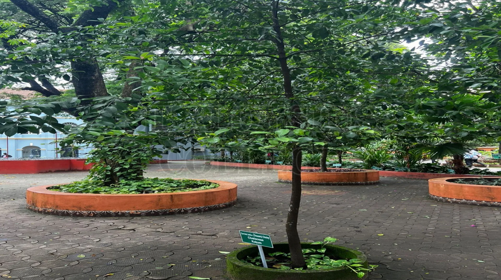 Kokum