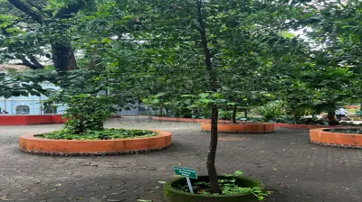 Kokum