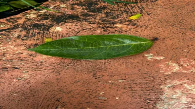 Swietenia Mahagoni  L. Jacq