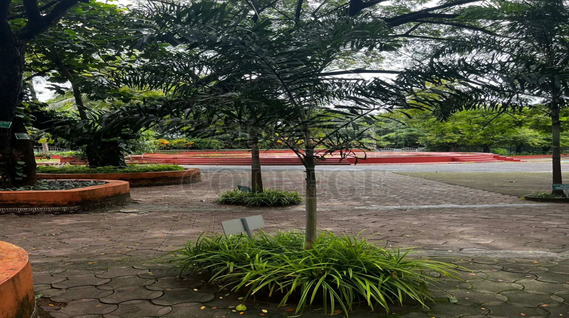 Cuban Royal Palm Or Florida Royal Palm