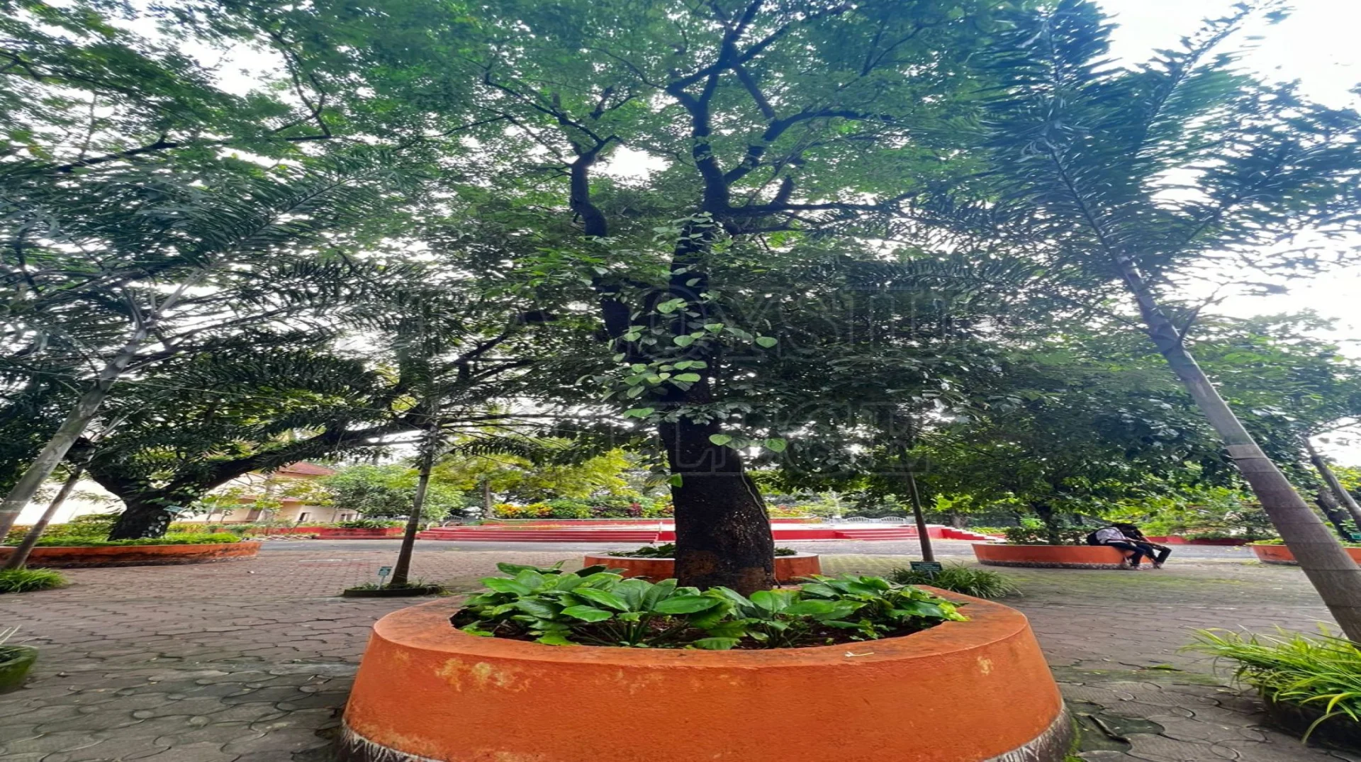 Indian Cork Tree