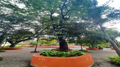 Indian Cork Tree