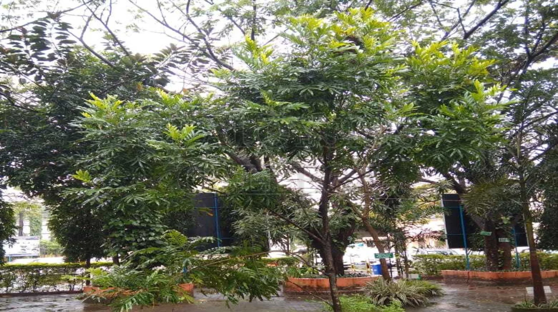 Fern Tree (Sapindaceae)