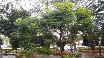Fern Tree (Sapindaceae)