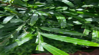 Fern Tree (Sapindaceae)