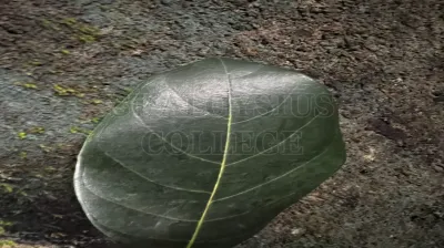 Artocarpus Heterophyllus Lam.