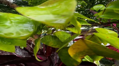 Star Fruit