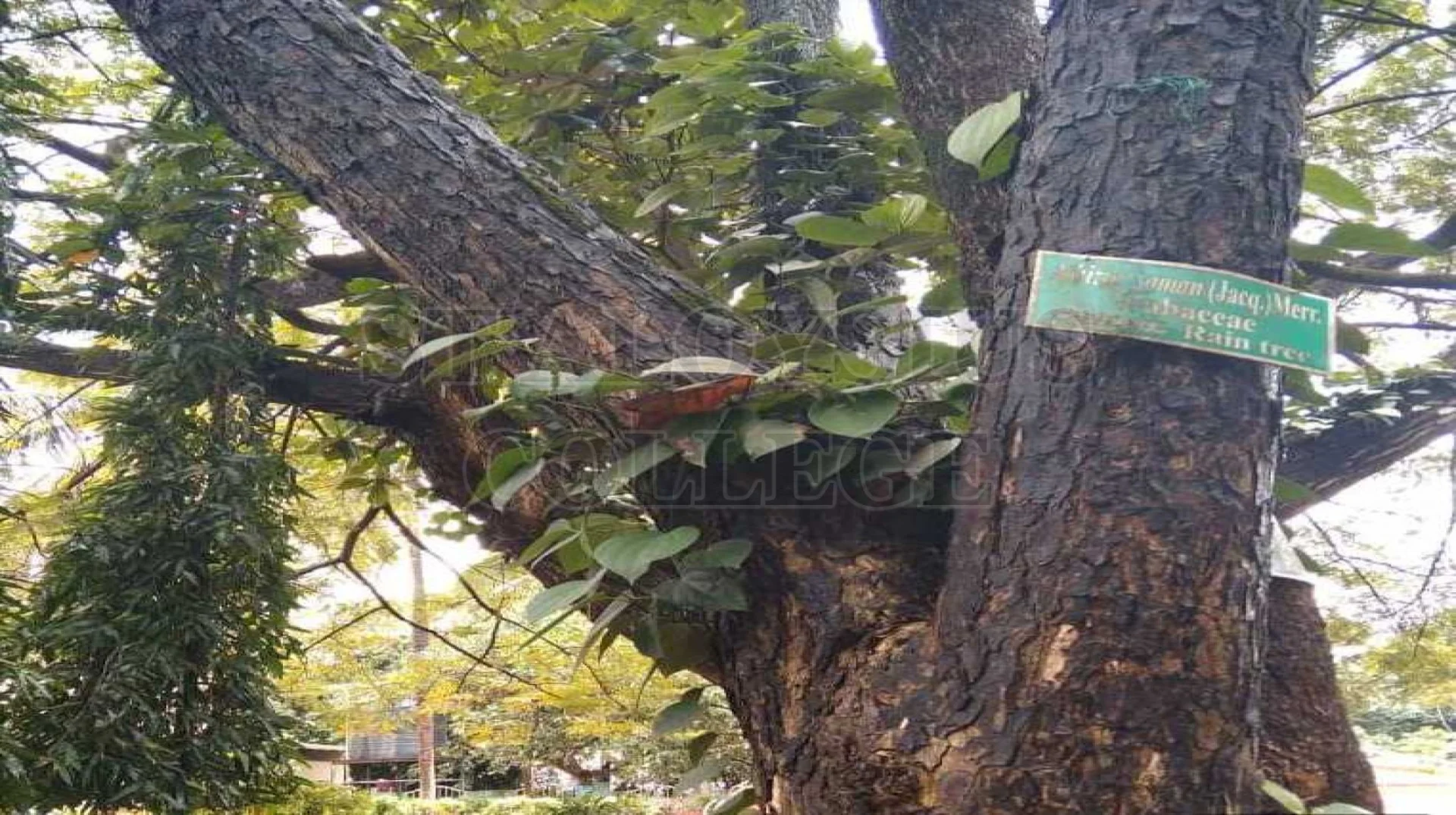 Rain Tree