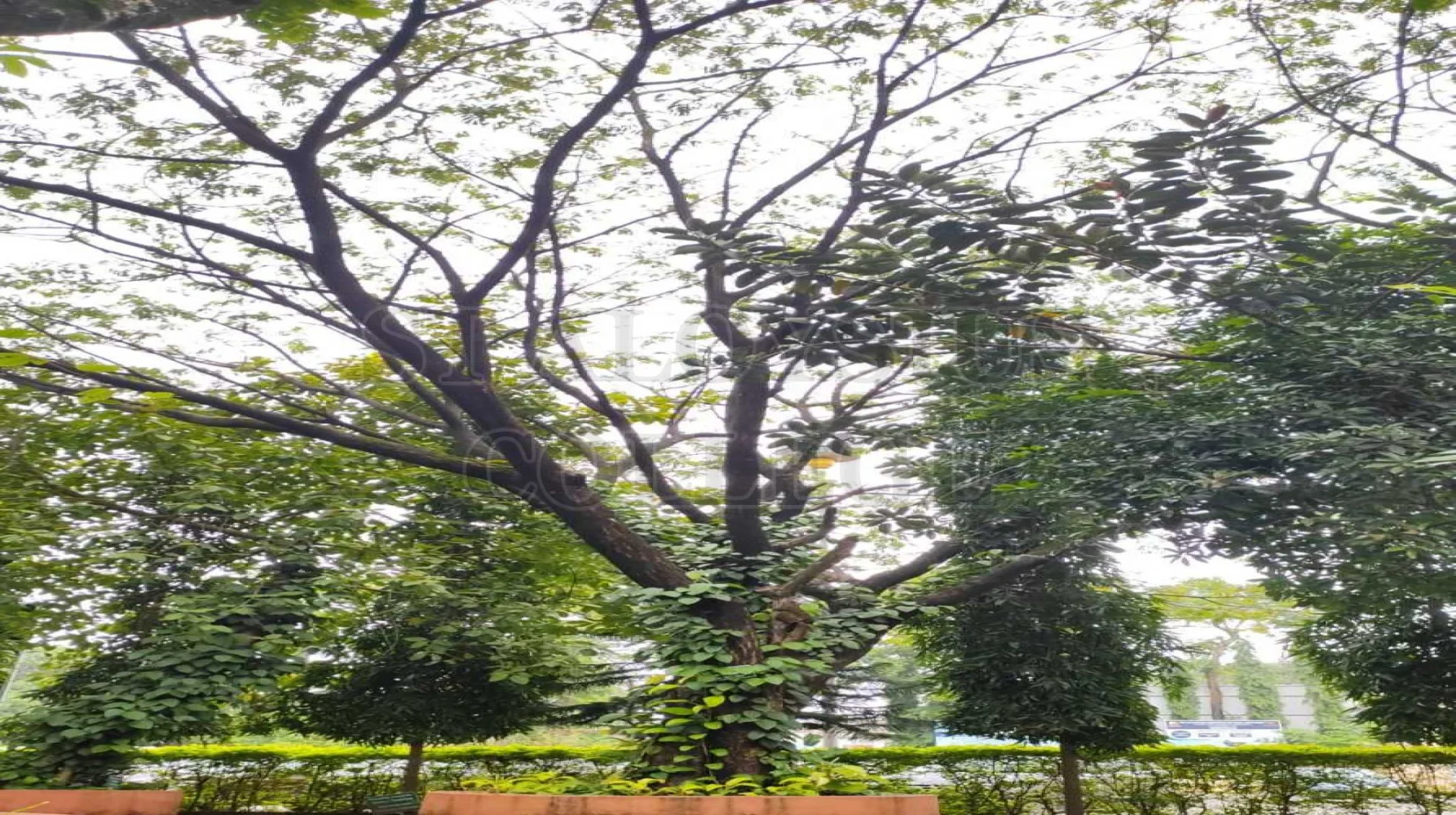 Rain Tree