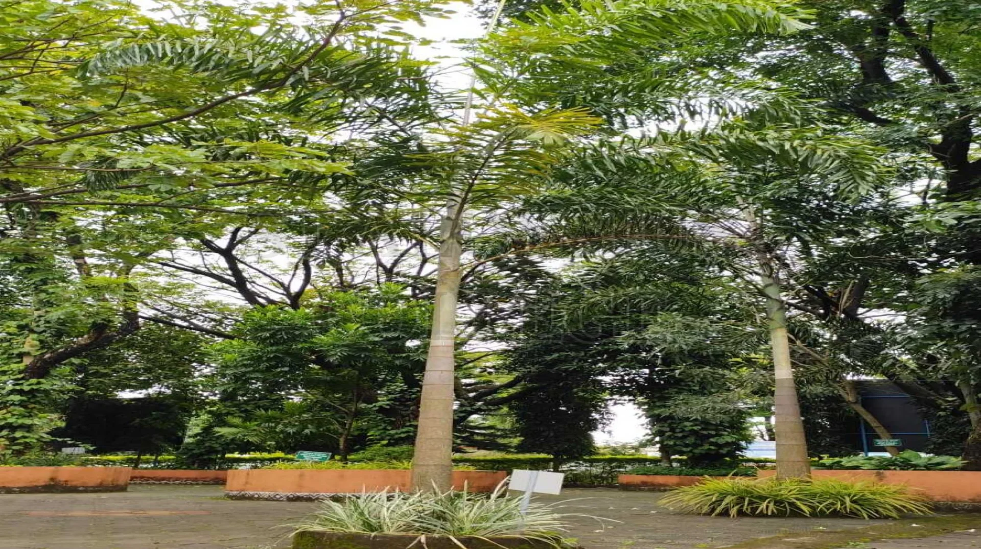 Cuban Royal Palm