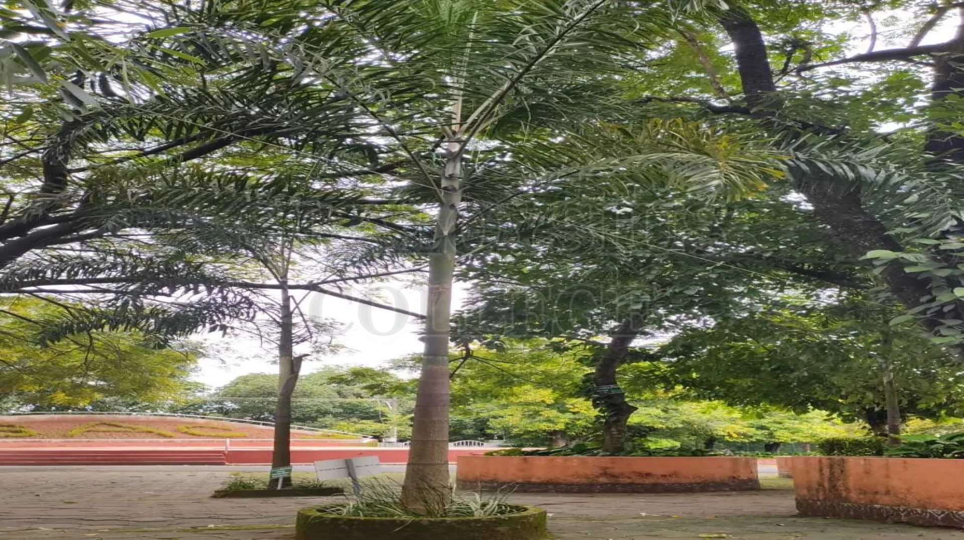 Cuban Royal Palm