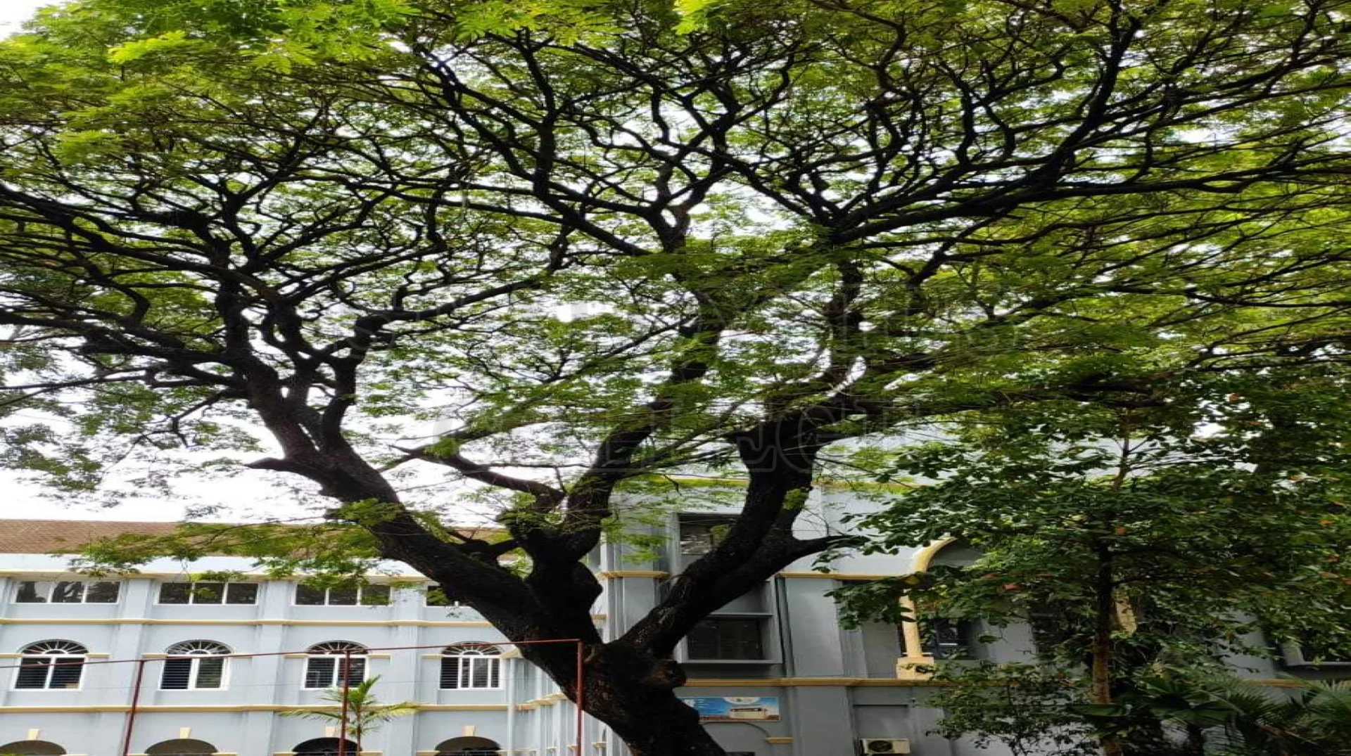 Rain Tree