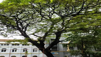 Rain Tree