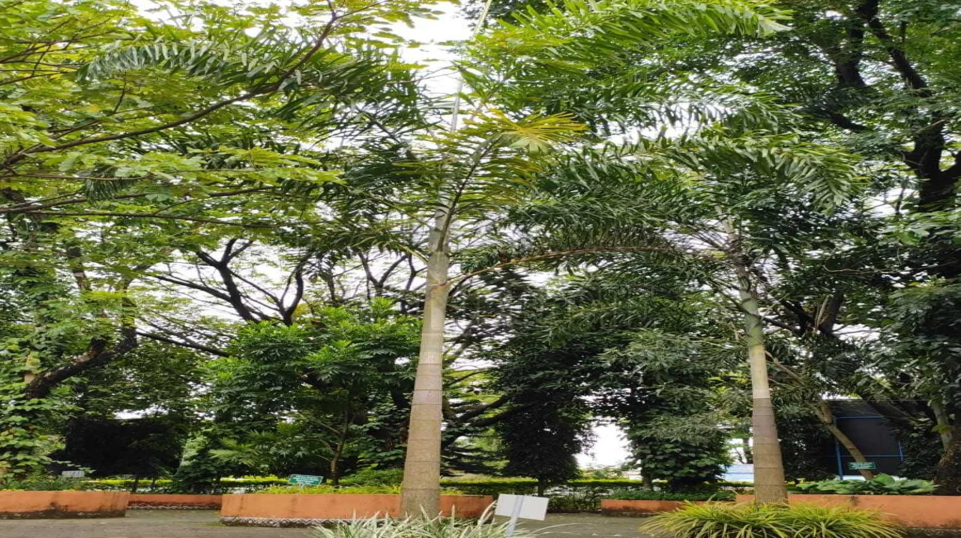 Cuban Royal Palm