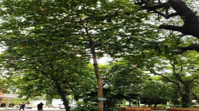 Indian Almond