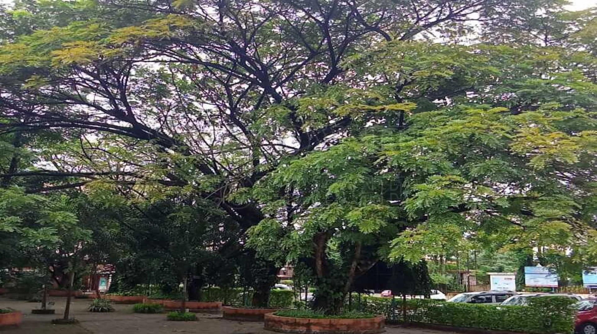 Rain Tree