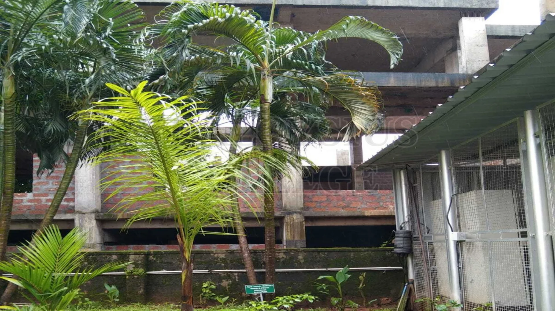 Areca Palm