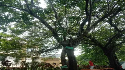 Copper Pod Tree