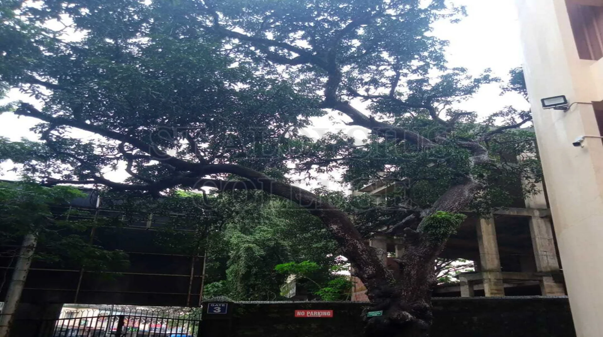Mango Tree
