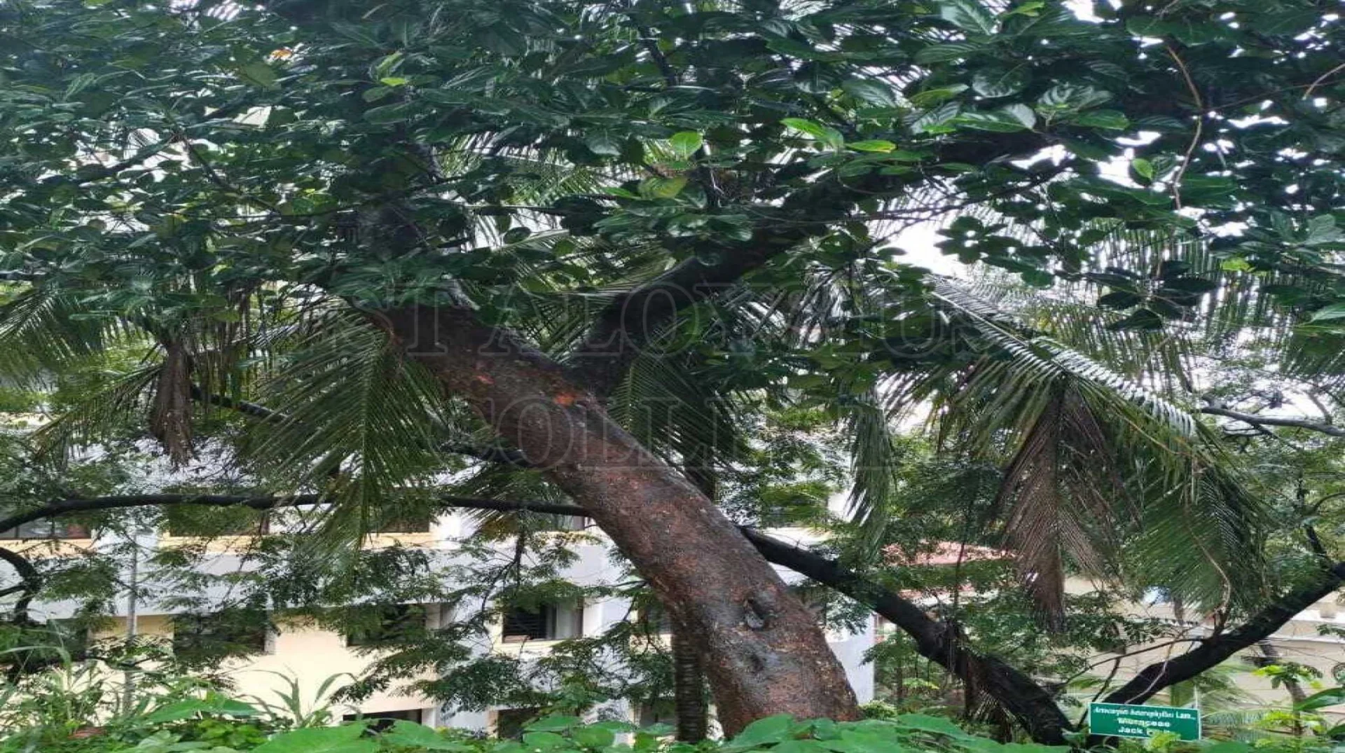 Jack Fruit