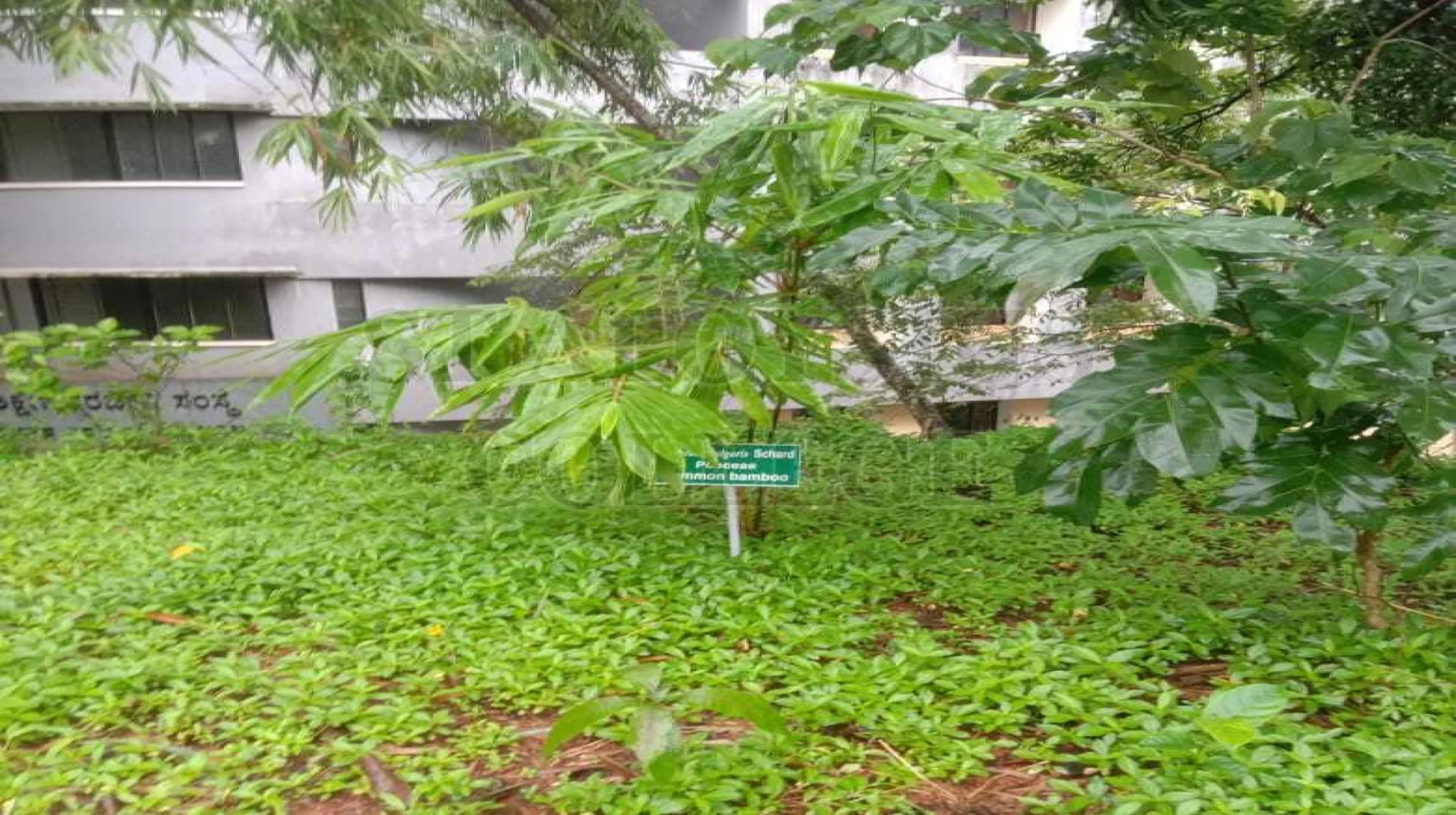 Common Bamboo