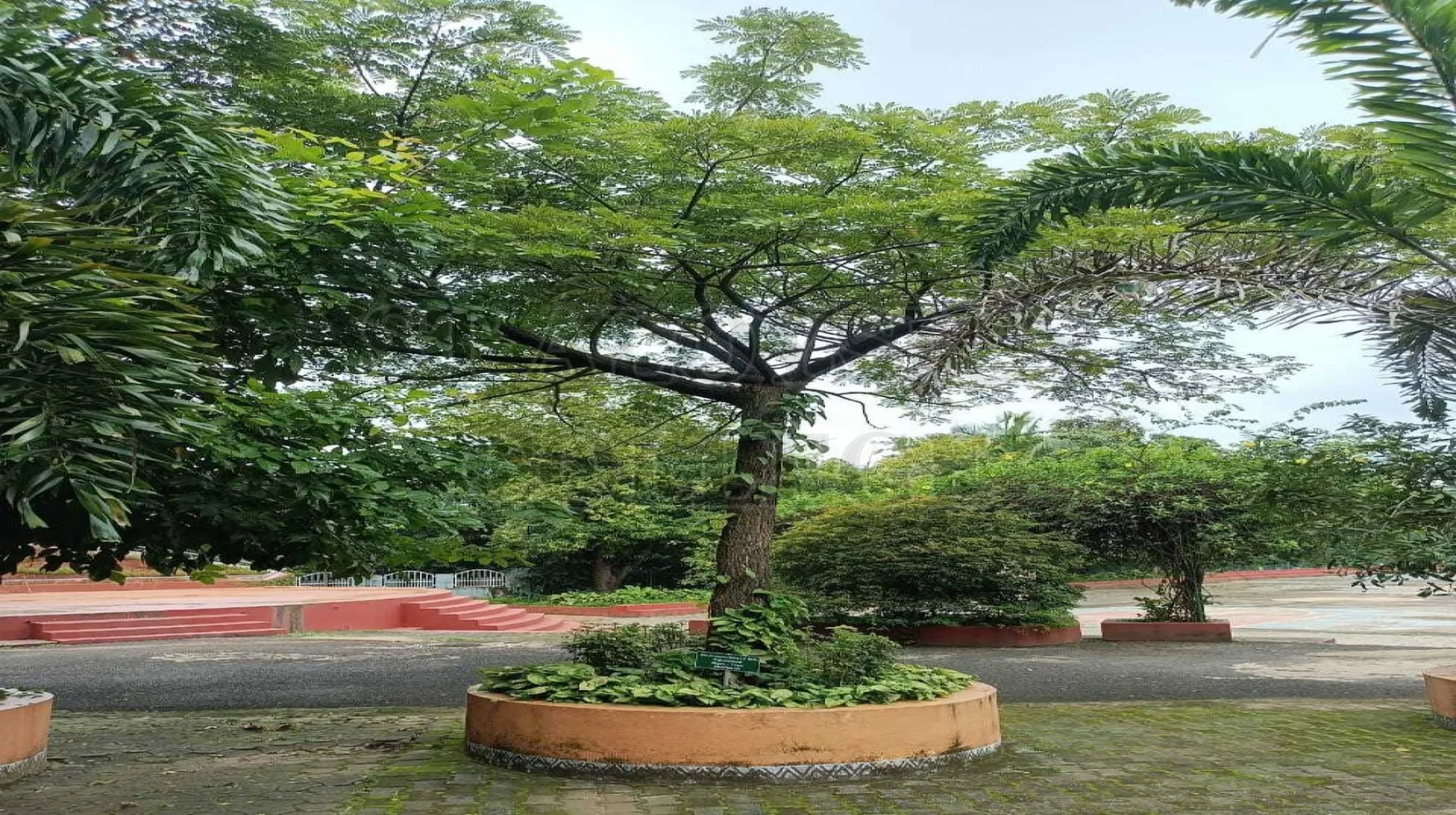 Rain Tree