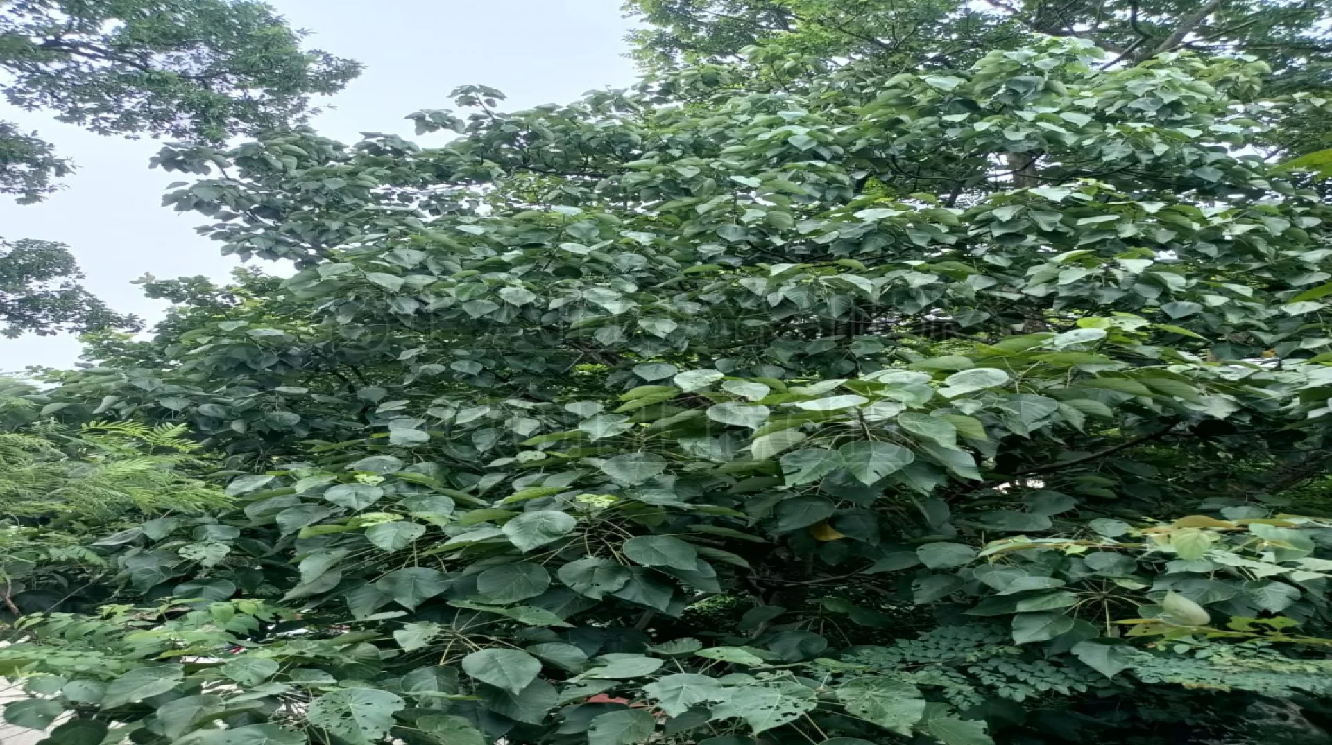 Macaranga Peltata (Roxb.) Mull. Arg.
