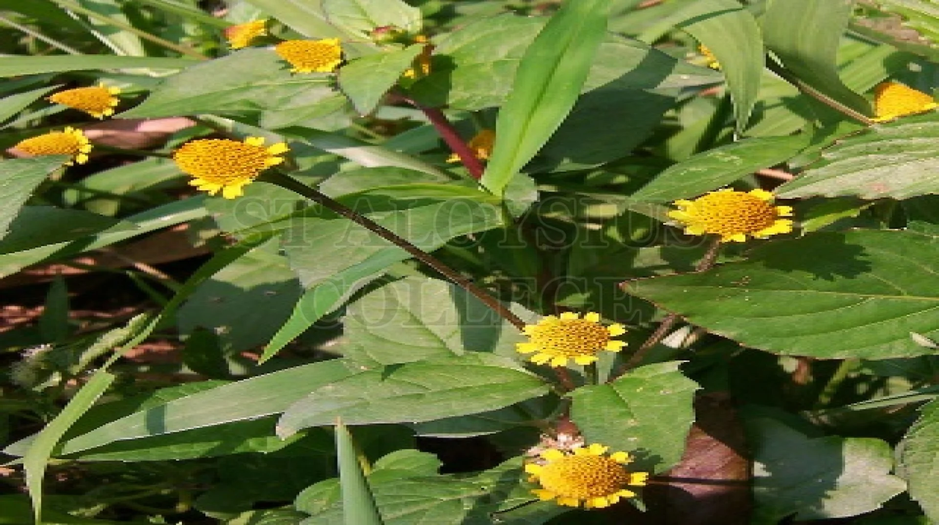 Panicled Spot Flower