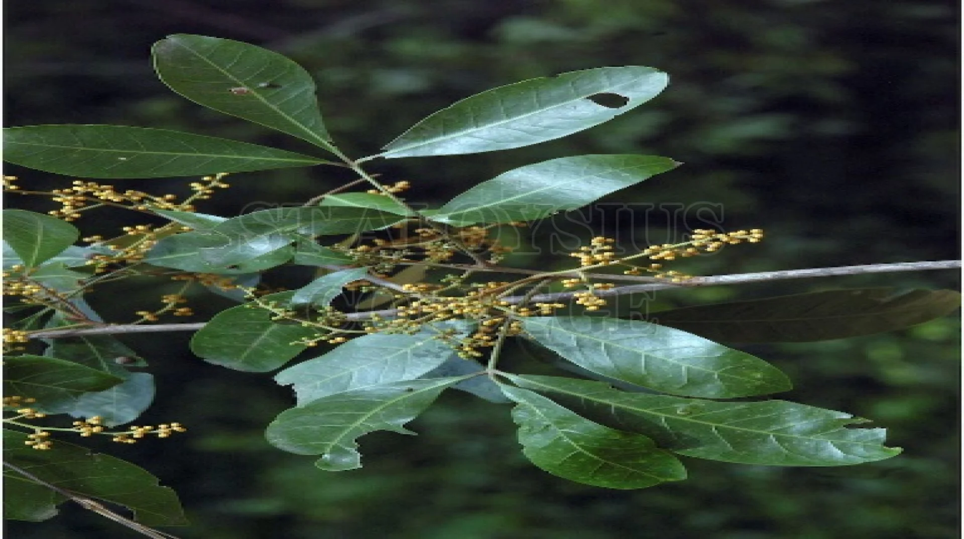 Droopy Leaf