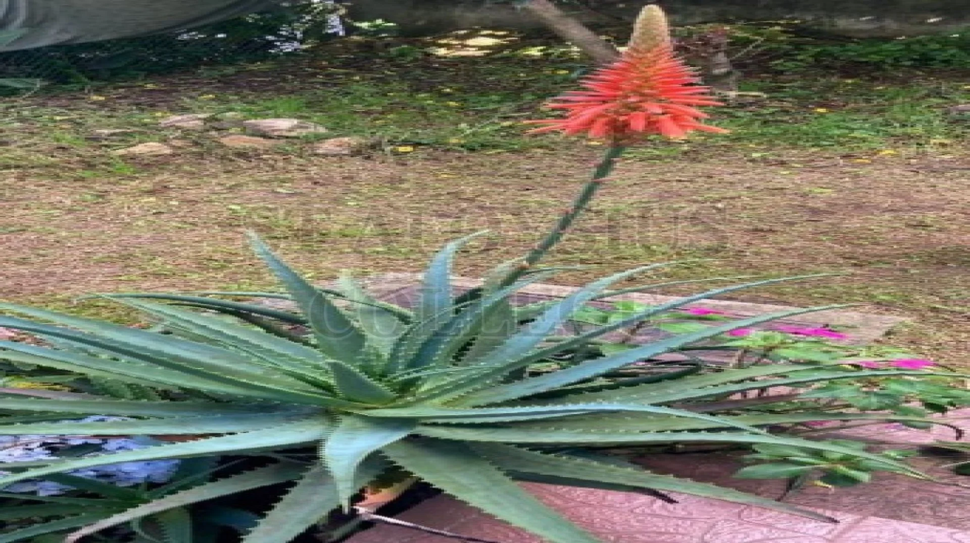 Aloe Vera