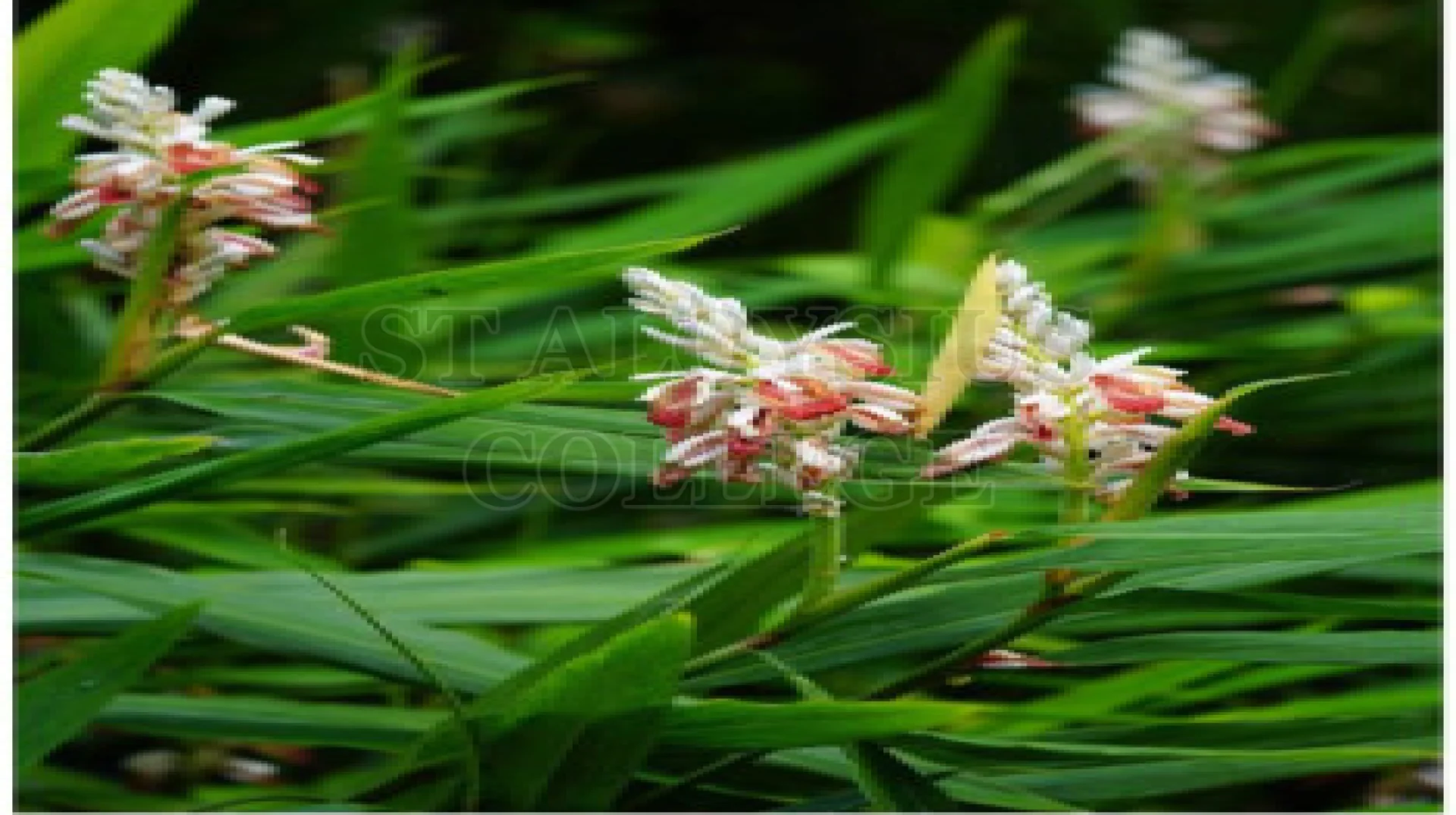 Lesser Galangal