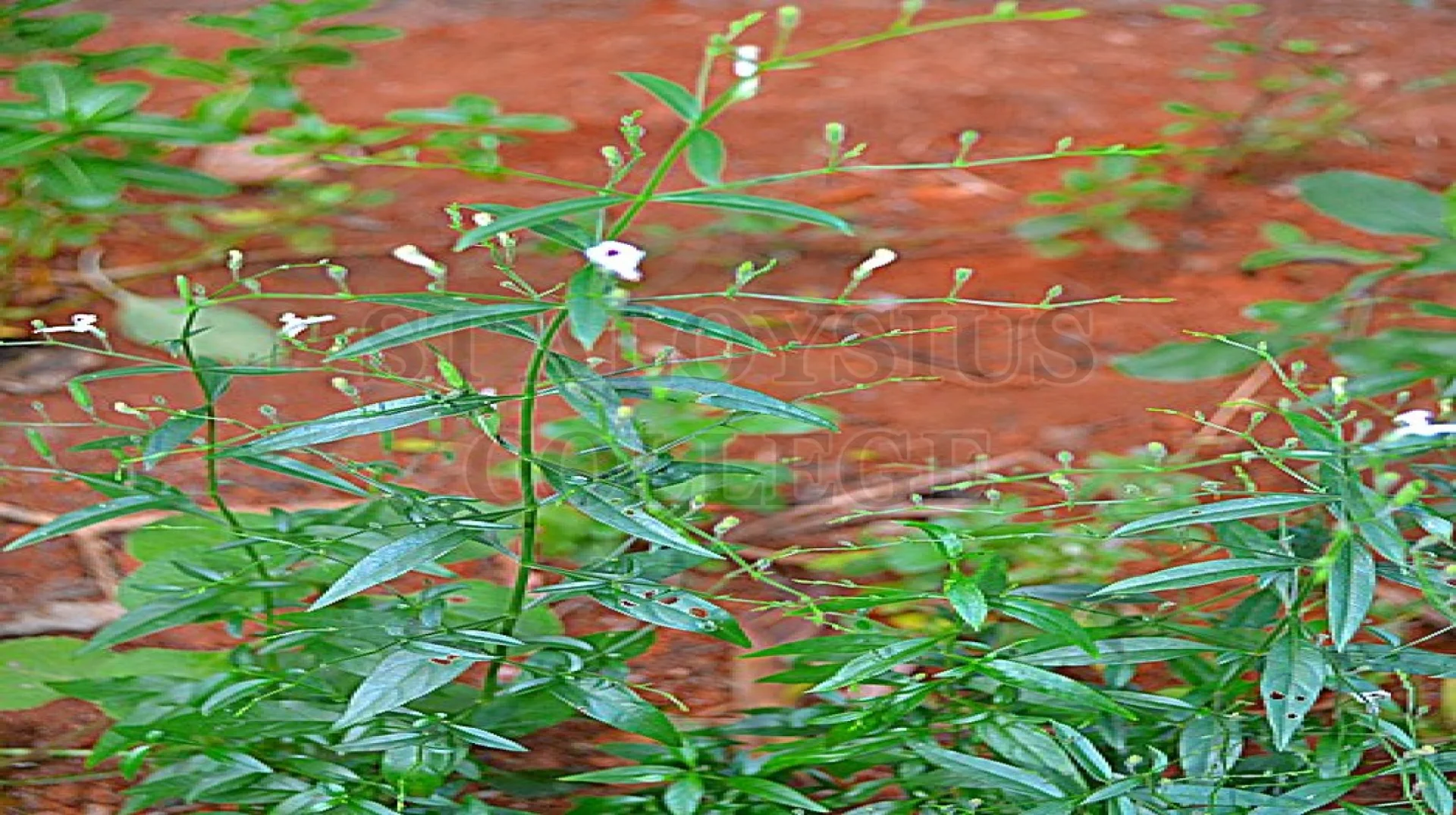 Green Chiretta