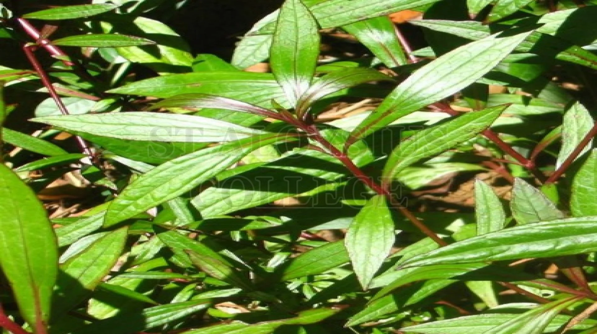 Water Hemp
