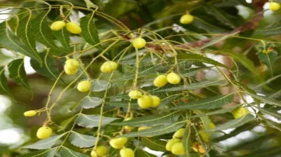 Neem